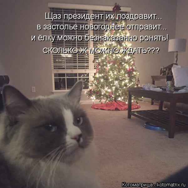 Щаз президент их поздравит... в застолье новогоднее отправит... и ёлку можно безнаказанно ронять! СКО... Котоматрица: Щаз президент их поздравит... в застолье новогоднее отправит... и ёлку можно безнаказанно ронять! СКОЛЬКО Ж МОЖНО ЖДАТЬ???