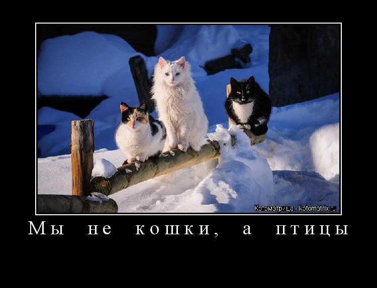 Мы не кошки, а птицы ... Котоматрица: Мы не кошки, а птицы