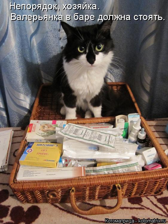 Котоматрица: Непорядок, хозяйка. Валерьянка в баре должна стоять.