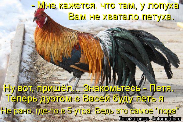 Котоматрица: - Мне кажется, что там, у лопуха  Вам не хватало петуха. Теперь дуэтом с Васей буду петь я Ну вот, пришёл... Знакомьтесь - Петя. Не рано, где-то в 5 