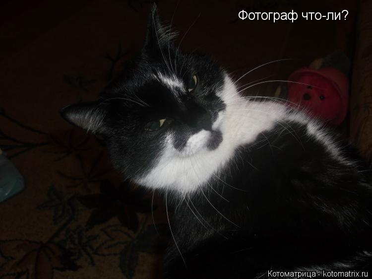 Фотограф что-ли?... Котоматрица: Фотограф что-ли?