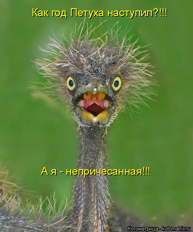 Котоматрица: Как год Петуха наступил?!!! А я - непричесанная!!!