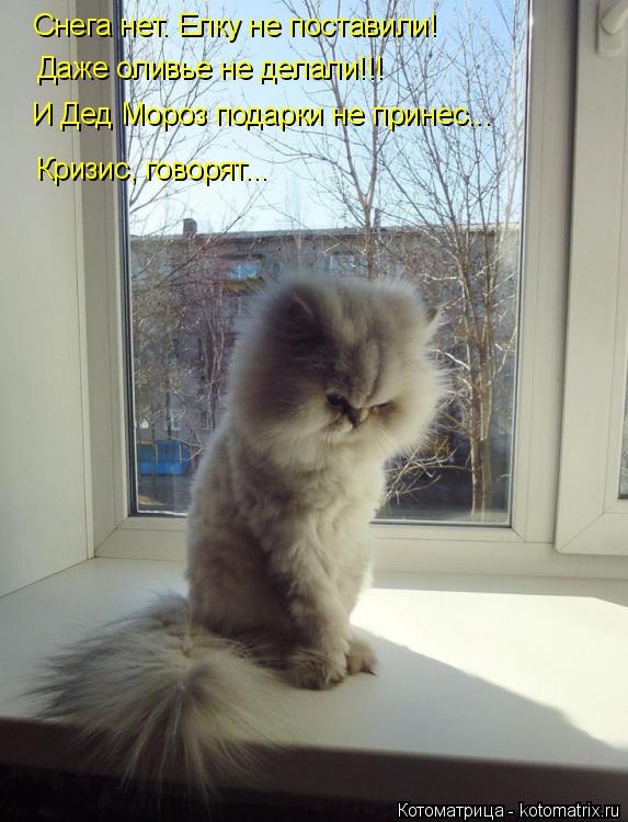 Котоматрица: Снега нет. Елку не поставили! Даже оливье не делали!!! Кризис, говорят... И Дед Мороз подарки не принес...