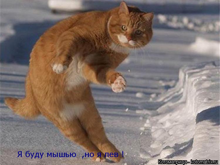 Я буду мышью ,но я лев !... Котоматрица: Я буду мышью ,но я лев !