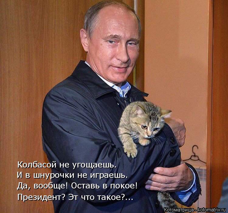Котоматрица: Колбасой не угощаешь. И в шнурочки не играешь. Да, вообще! Оставь в покое! Президент? Эт что такое?...