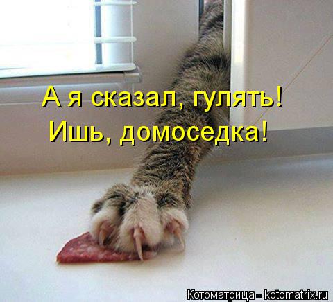 А я сказал, гулять! Ишь, домоседка!... Котоматрица: А я сказал, гулять! Ишь, домоседка!