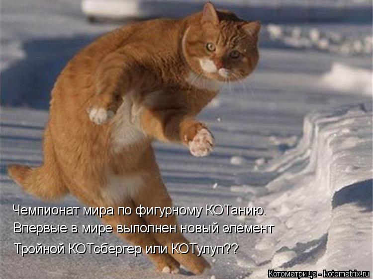 Чемпионат мира по фигурному КОТанию. Впервые в мире выполнен новый элемент Тройной КОТсбергер или КОТ... Котоматрица: Чемпионат мира по фигурному КОТанию. Впервые в мире выполнен новый элемент Тройной КОТсбергер или КОТулуп??