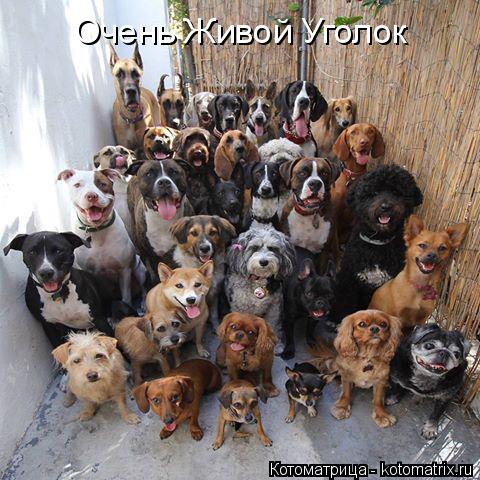 Очень Живой Уголок... Котоматрица: Очень Живой Уголок