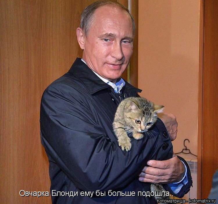 Овчарка Блонди ему бы больше подошла..... Котоматрица: Овчарка Блонди ему бы больше подошла..