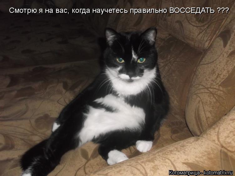 Смотрю я на вас, когда научетесь правильно ВОССЕДАТЬ ???... Котоматрица: Смотрю я на вас, когда научетесь правильно ВОССЕДАТЬ ???
