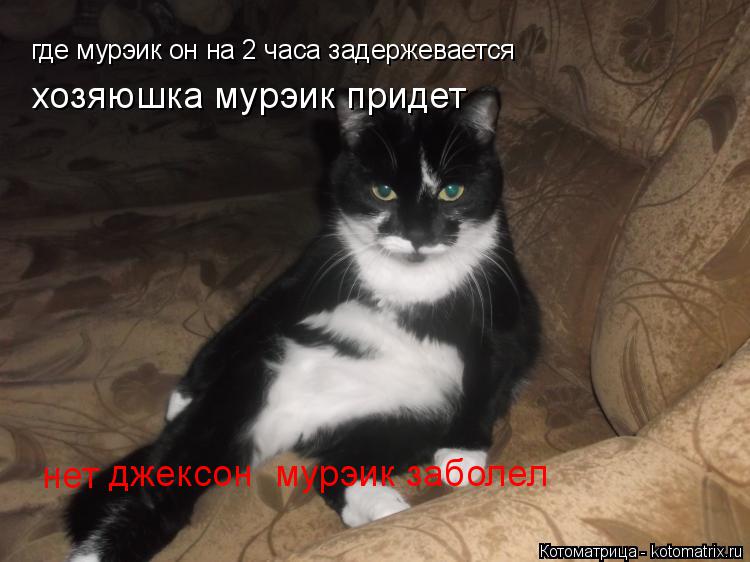 Котоматрица: где мурэик он на 2 часа задержевается джексон  мурэик заболел  хозяюшка мурэик придет нет