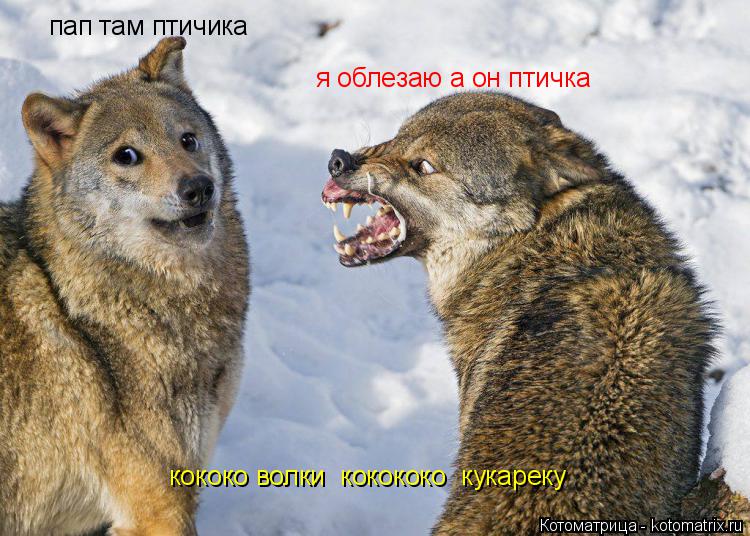 пап там птичика я облезаю а он птичка кококо волки кокококо кукареку... Котоматрица: пап там птичика я облезаю а он птичка кококо волки кокококо кукареку