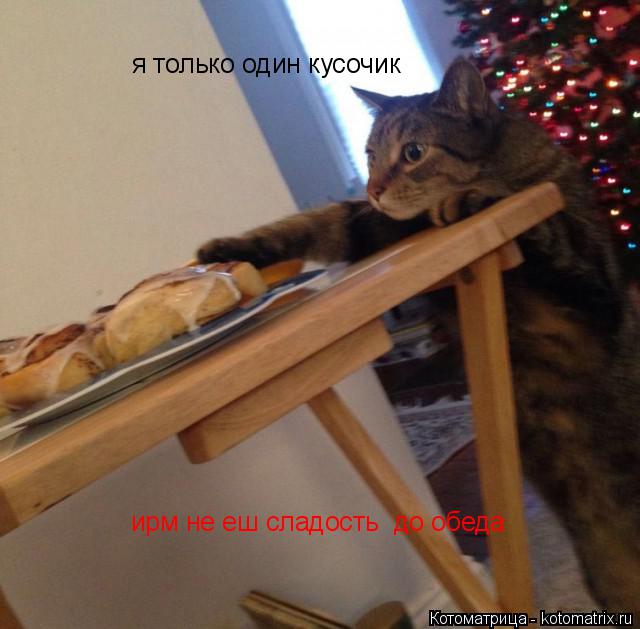 Котоматрица: ирм не еш сладость  до обеда я только один кусочик
