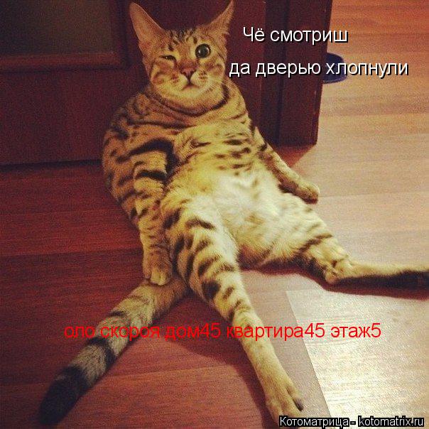 Котоматрица: Чё смотриш  да дверью хлопнули оло скороя дом45 квартира45 этаж5