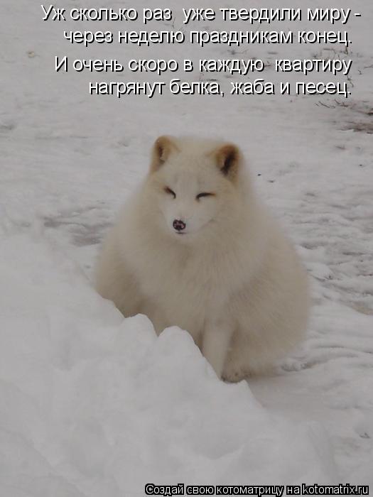 через неделю праздникам конец. нагрянут белка, жаба и песец. Уж сколько раз уже твердили миру - И о... Котоматрица: через неделю праздникам конец. нагрянут белка, жаба и песец. Уж сколько раз уже твердили миру - И очень скоро в каждую квартиру