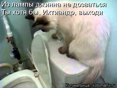 Котоматрица: Из лампы джинна не дозваться Ты хотя бы, Ихтиандр, выходи