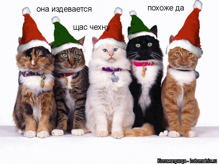 Котоматрица: она издевается похоже да щас чехну
