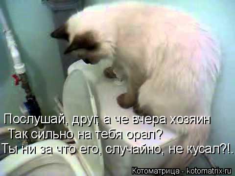 Котоматрица: Так сильно на тебя орал? Послушай, друг, а че вчера хозяин Ты ни за что его, случайно, не кусал?!...