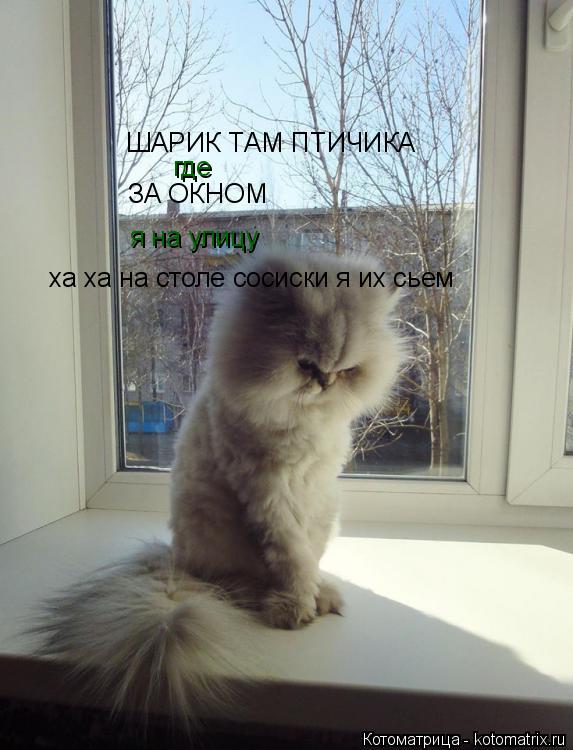 Котоматрица: ЗА ОКНОМ ШАРИК ТАМ ПТИЧИКА где я на улицу ха ха на столе сосиски я их сьем