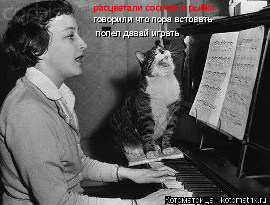 Котоматрица: расцветали сосиски и рыбки говорили что пора встовать  попел давай играть