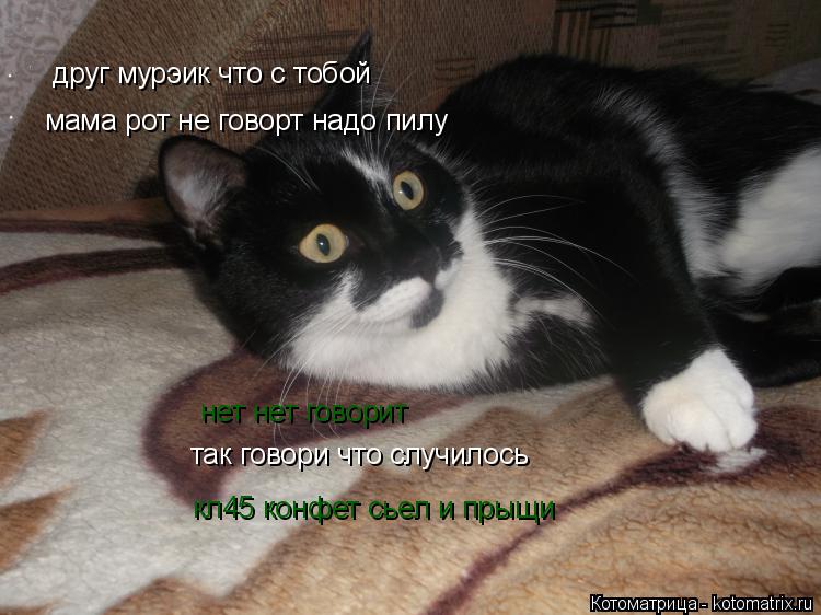 Котоматрица: друг мурэик что с тобой кл45 конфет сьел и прыщи нет нет говорит мама рот не говорт надо пилу так говори что случилось