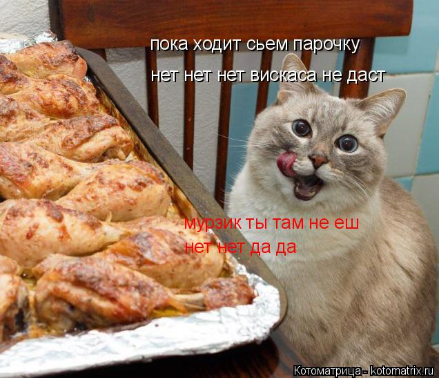Котоматрица: пока ходит сьем парочку нет нет нет вискаса не даст мурзик ты там не еш нет нет да да