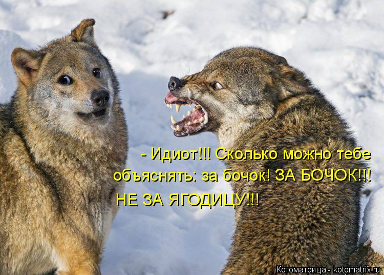 Котоматрица: - Идиот!!! Сколько можно тебе  объяснять: за бочок! ЗА БОЧОК!!! НЕ ЗА ЯГОДИЦУ!!!
