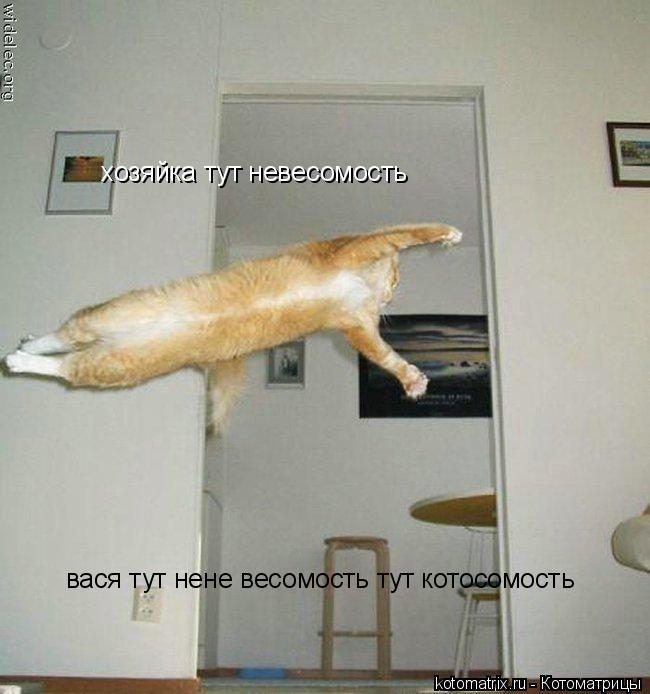 Котоматрица: хозяйка тут невесомость  вася тут нене весомость тут котосомость
