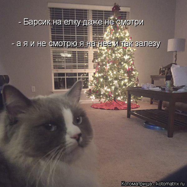 Котоматрица: - Барсик на елку даже не смотри - а я и не смотрю я на неё и так залезу