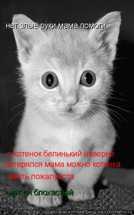 о котенок белинький наверно потерялся мама можно котенка взять пожалуйста нет злые руки мама помоги н... Котоматрица: о котенок белинький наверно потерялся мама можно котенка взять пожалуйста нет злые руки мама помоги нет он блохастый