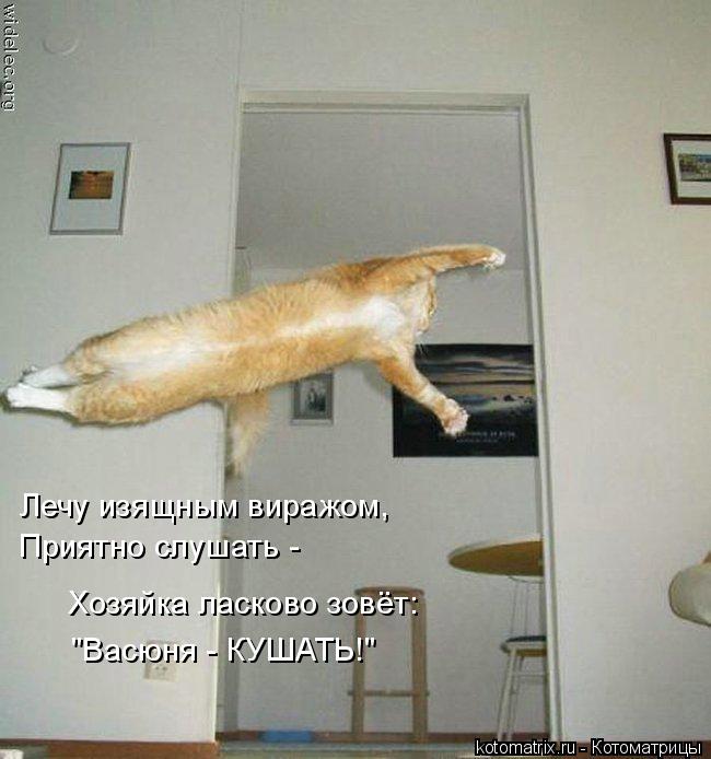 Котоматрица: Лечу изящным виражом, Приятно слушать - Хозяйка ласково зовёт: "Васюня - КУШАТЬ!"