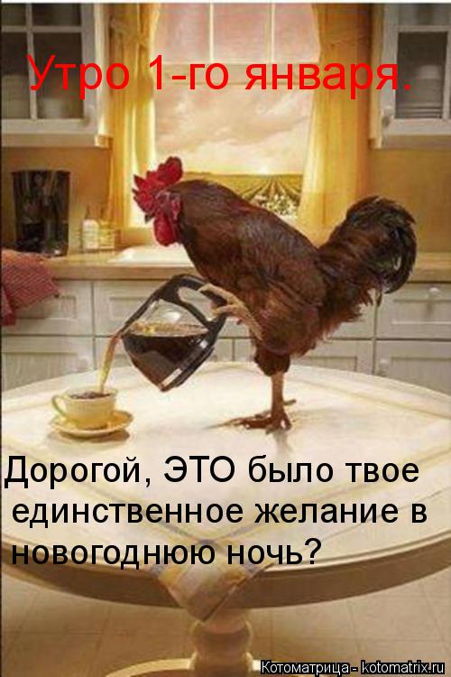 Котоматрица: Утро 1-го января. Дорогой, ЭТО было твое единственное желание в  новогоднюю ночь?
