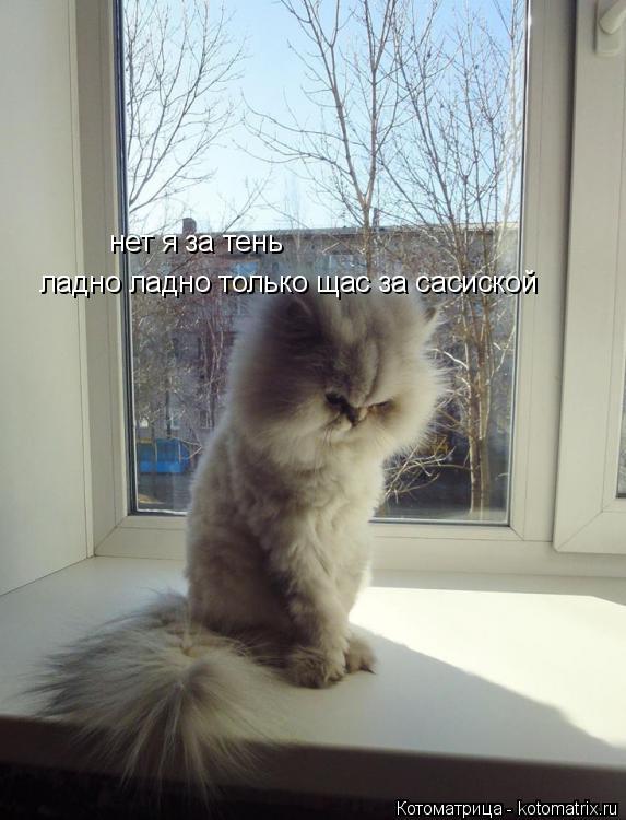 Котоматрица: нет я за тень ладно ладно только щас за сасиской