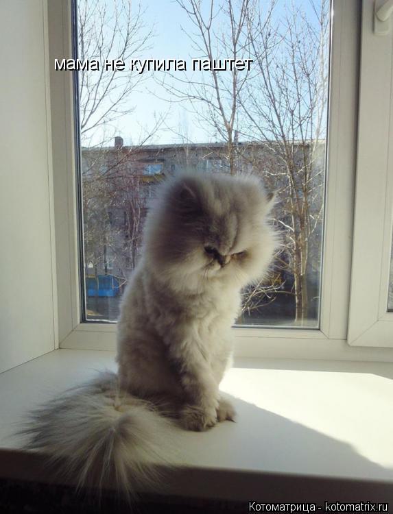 Котоматрица: мама не купила паштет мама не купила паштет