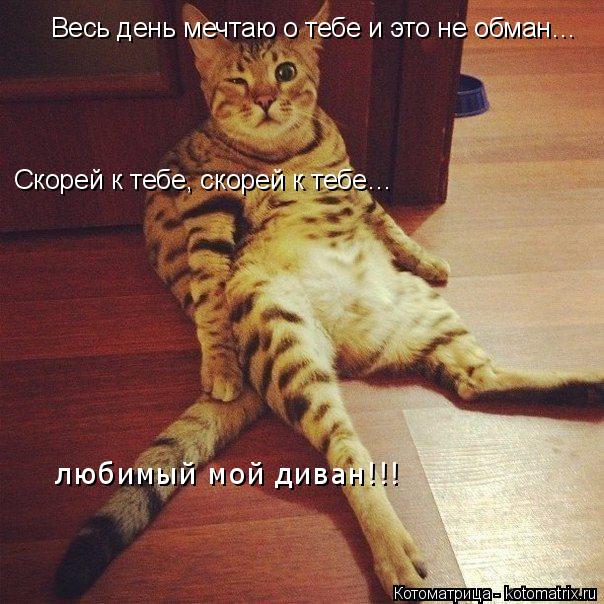 Котоматрица: Весь день мечтаю о тебе и это не обман… Скорей к тебе, скорей к тебе… любимый мой диван!!!