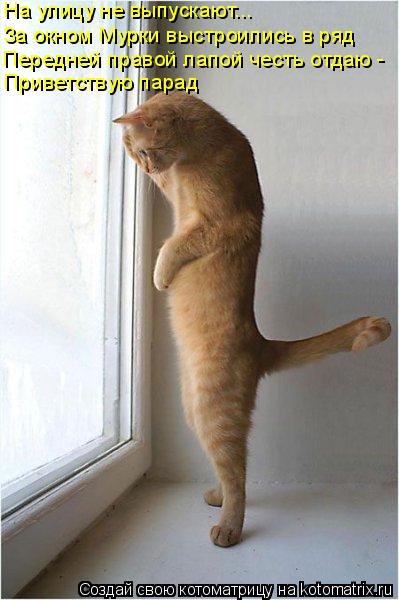 Котоматрица: На улицу не выпускают... За окном Мурки выстроились в ряд Передней правой лапой честь отдаю - Приветствую парад