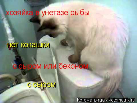 Котоматрица: хозяйка в унетазе рыбы  нет кокашки с сыром или беконом с сыром