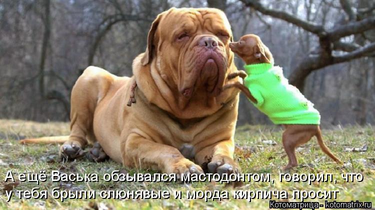 Котоматрица: А ещё Васька обзывался мастодонтом, говорил, что у тебя брыли слюнявые и морда кирпича просит