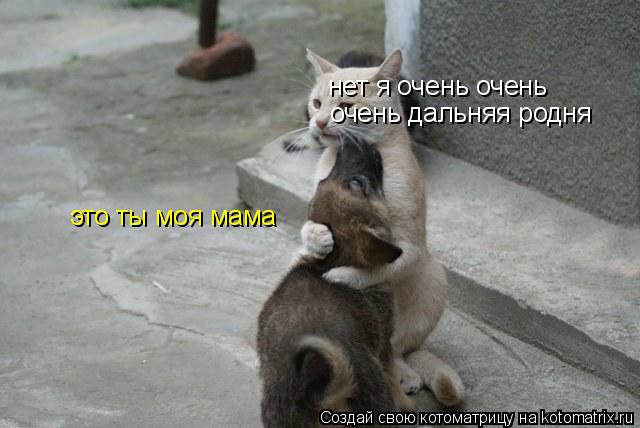 Котоматрица: это ты моя мама очень дальняя родня нет я очень очень