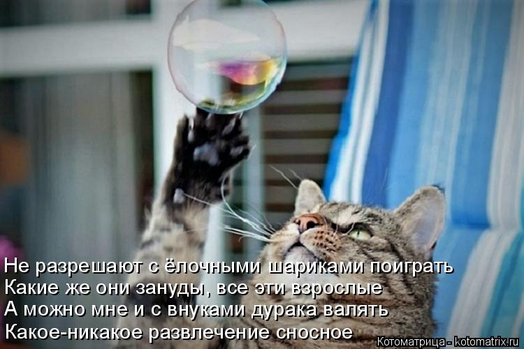 Котоматрица: Не разрешают с ёлочными шариками поиграть Какие же они зануды, все эти взрослые А можно мне и с внуками дурака валять Какое-никакое развлеч