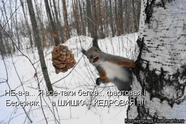 НЕ-а-а... Я всё-таки белка... фартовая ! Березняк..... а ШИШКА - КЕДРОВАЯ !!!!... Котоматрица: НЕ-а-а... Я всё-таки белка... фартовая ! Березняк..... а ШИШКА - КЕДРОВАЯ !!!!