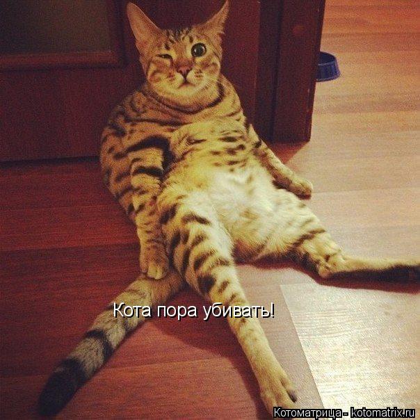 Котоматрица: Кота пора убивать!
