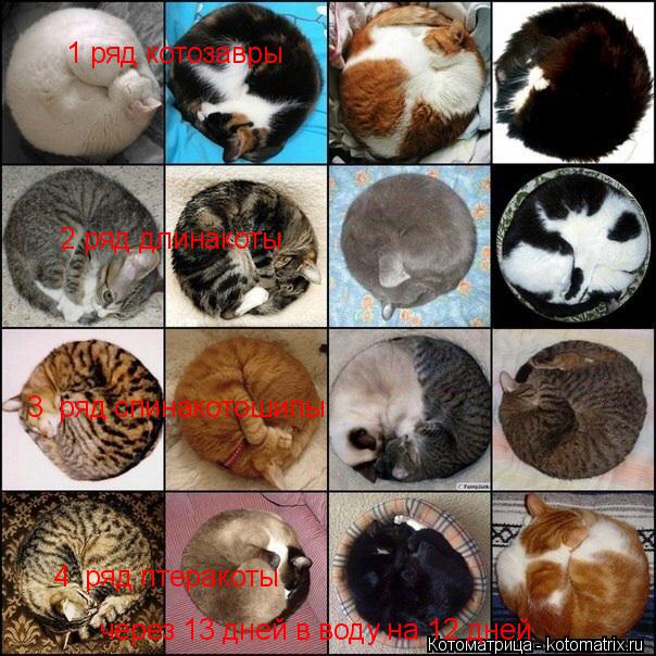 Котоматрица: 1 ряд котозавры 2 ряд длинакоты 3  ряд спинакотошипы 4  ряд птеракоты через 13 дней в воду на 12 дней