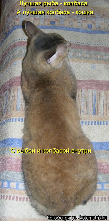 Котоматрица: Лучшая рыба - колбаса. А лучшая колбаса - кошка С рыбой и колбасой внутри