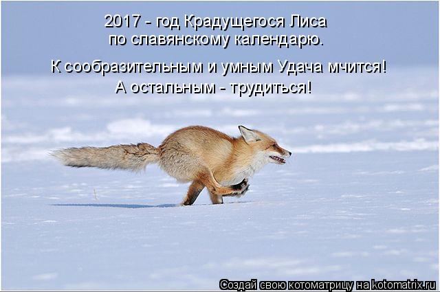 Котоматрица: 2017 - год Крадущегося Лиса по славянскому календарю. К сообразительным и умным Удача мчится! А остальным - трудиться!