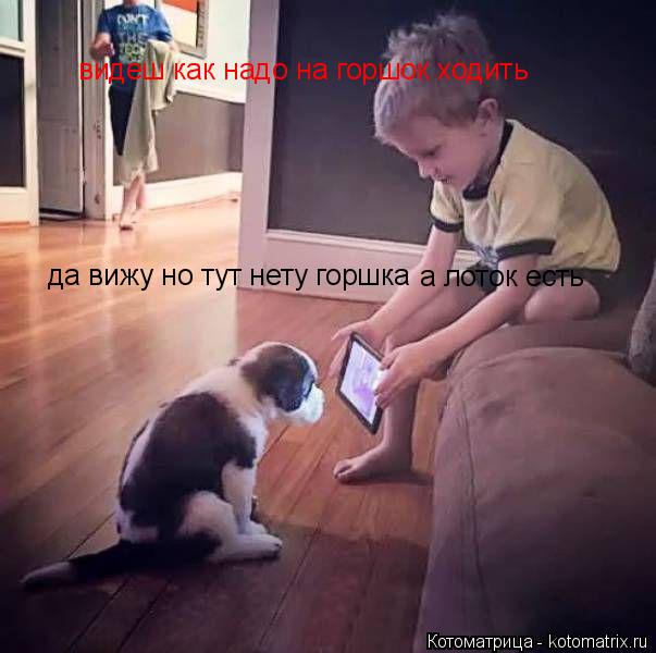 Котоматрица: видеш как надо на горшок ходить да вижу но тут нету горшка а лоток есть