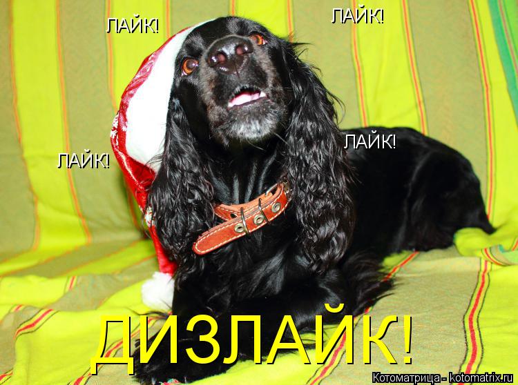 Котоматрица: ЛАЙК! ЛАЙК! ЛАЙК! ЛАЙК! ДИЗЛАЙК!