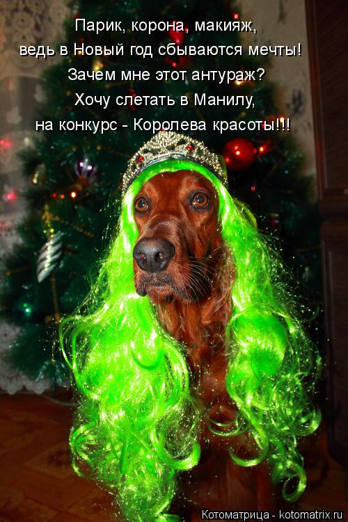 Котоматрица: Парик, корона, макияж, ведь в Новый год сбываются мечты! Зачем мне этот антураж? Хочу слетать в Манилу, на конкурс - Королева красоты!!!