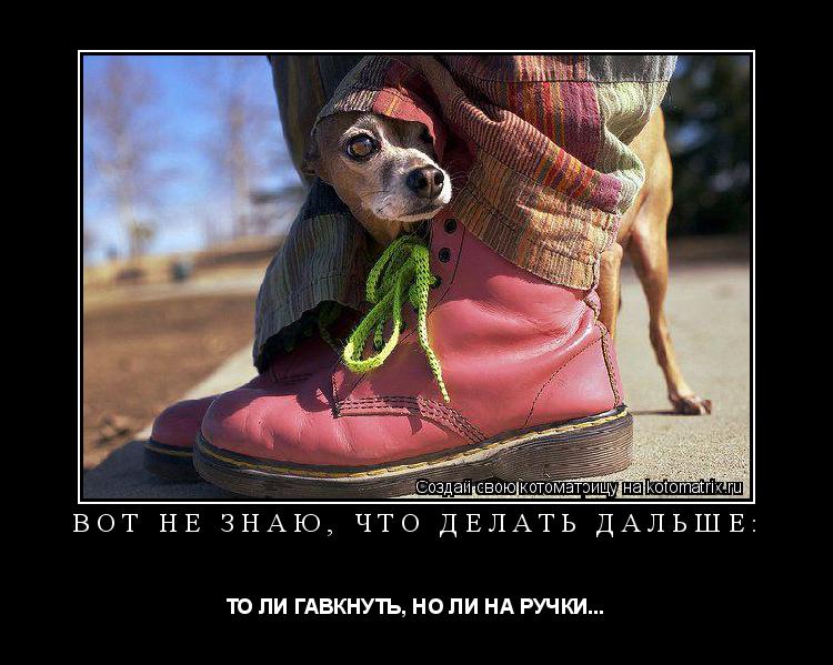 Котоматрица: ВОТ НЕ ЗНАЮ, ЧТО ДЕЛАТЬ ДАЛЬШЕ: ТО ЛИ ГАВКНУТЬ, НО ЛИ НА РУЧКИ...