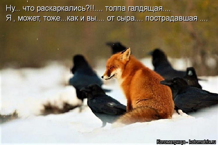 Котоматрица: Ну... что раскаркались?!!.... толпа галдящая.... Я , может, тоже...как и вы.... от сыра.... пострадавшая ....